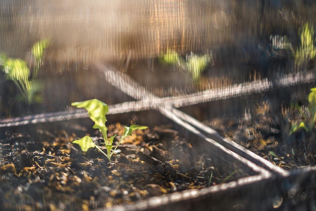 Foto primer plano de una planta que crece en el campo