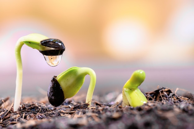 Foto primer plano de una planta que crece en el campo