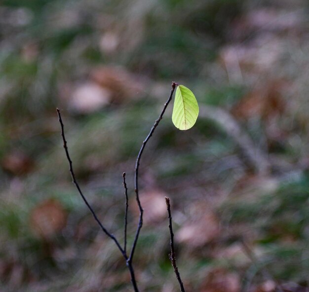 Foto primer plano de una planta que crece en el campo