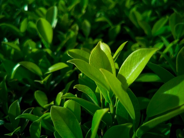 Foto primer plano de la planta que crece en el campo