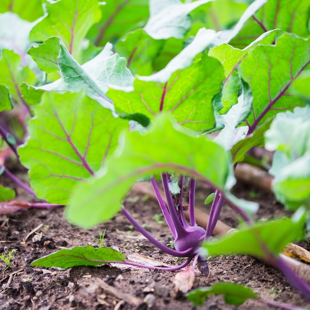 Foto primer plano de la planta que crece en el campo