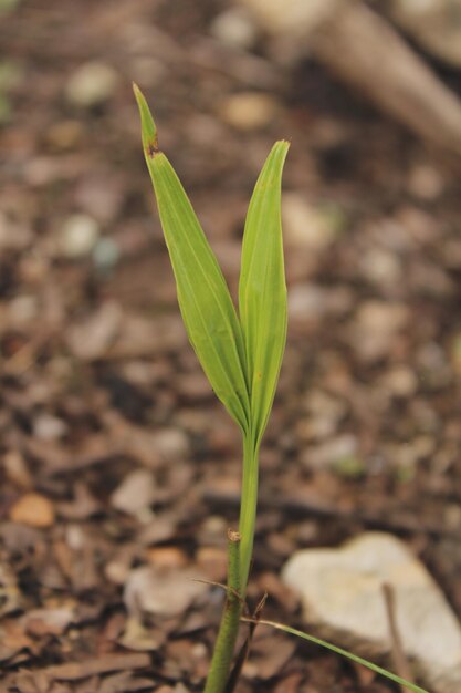 Foto primer plano de una planta que crece en el campo