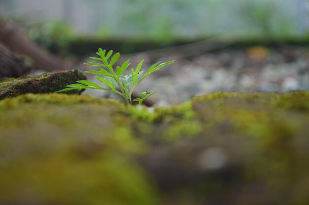 Foto primer plano de una planta que crece en el campo