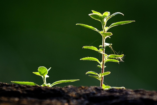 Foto primer plano de la planta que crece en la granja