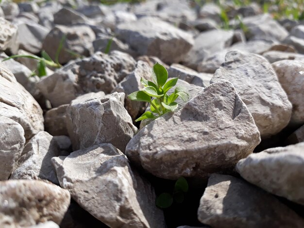 Foto primer plano de una planta que crece en medio de las rocas