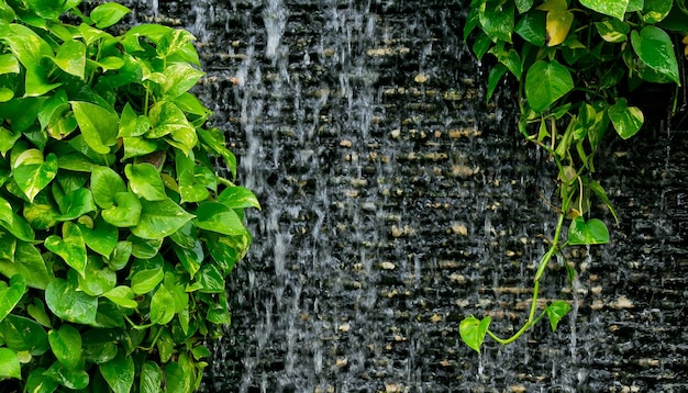 Foto primer plano de una planta que crece en la pared