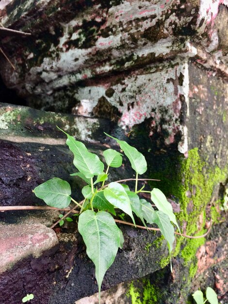 Foto primer plano de una planta que crece en la pared