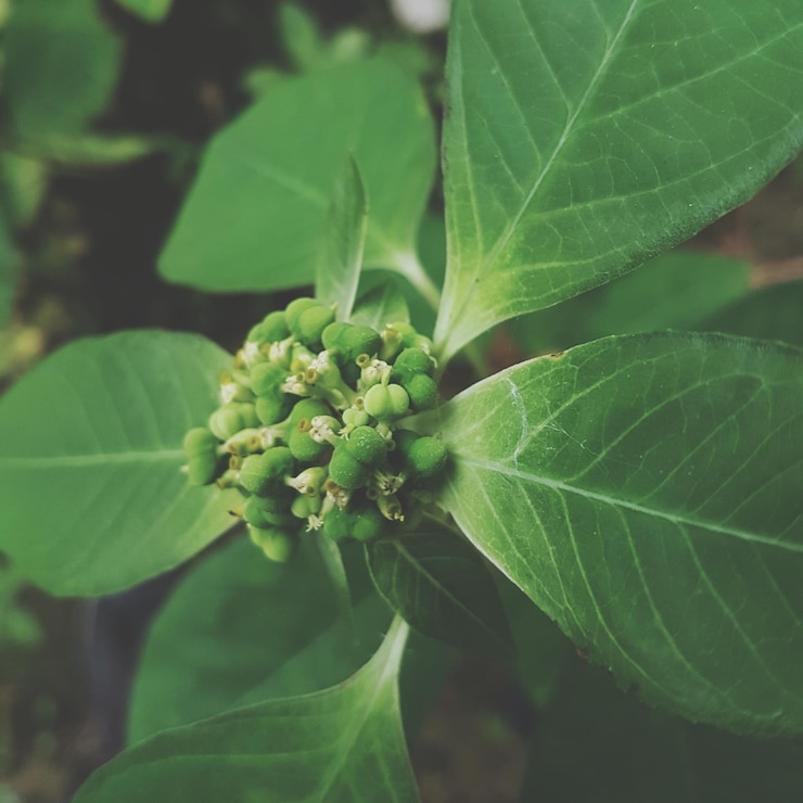 Foto primer plano de una planta que crece en un parque