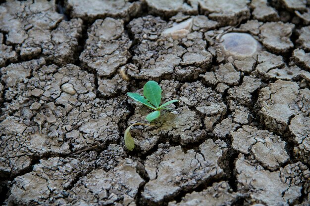 Foto primer plano de una planta que crece en tierras secas