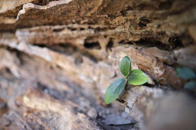 Foto primer plano de una planta que crece en el tronco de un árbol