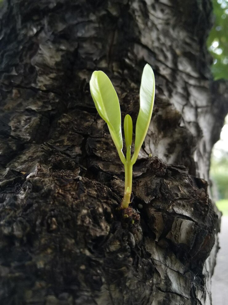 Foto primer plano de una planta que crece en el tronco de un árbol