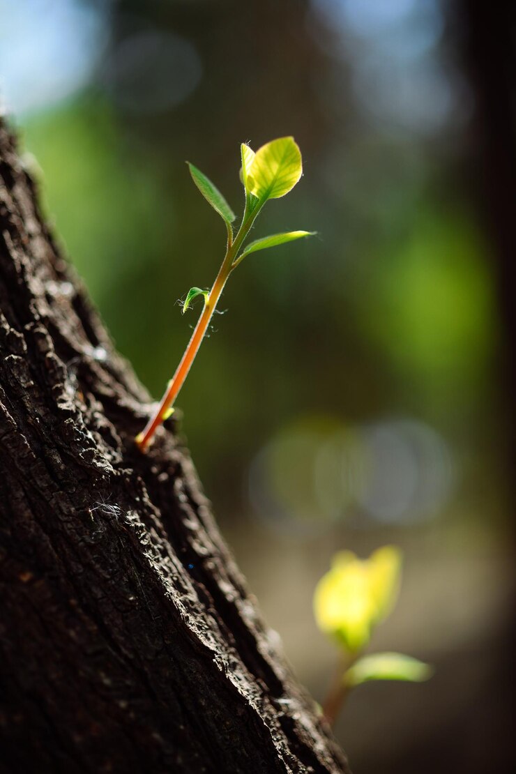 Foto primer plano de una planta que crece en el tronco de un árbol