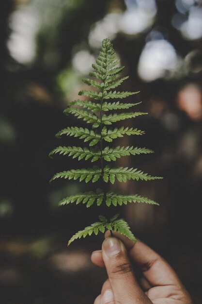 Foto primer plano de una planta que se sostiene con la mano al aire libre