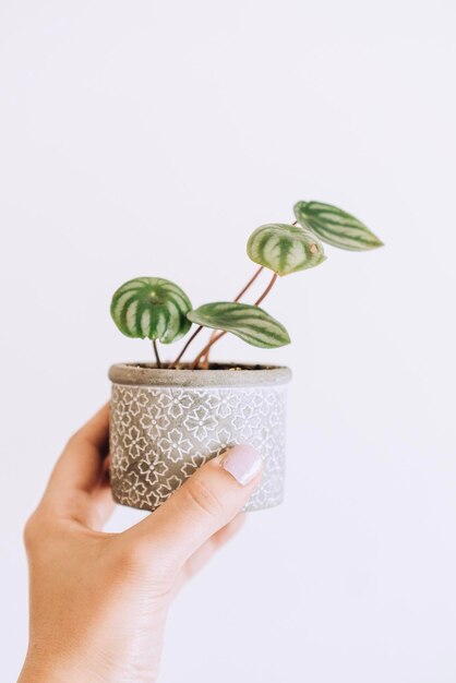 Foto primer plano de la planta que sostiene la mano contra un fondo blanco