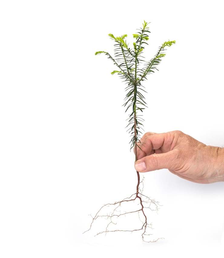 Foto primer plano de la planta que sostiene la mano contra un fondo blanco