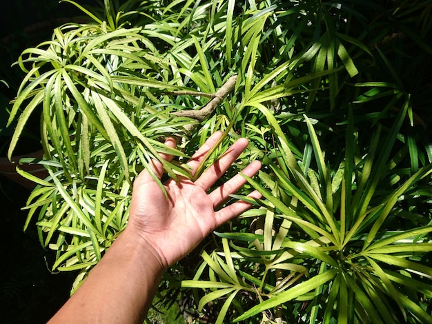 Foto primer plano de la planta que toca con las manos