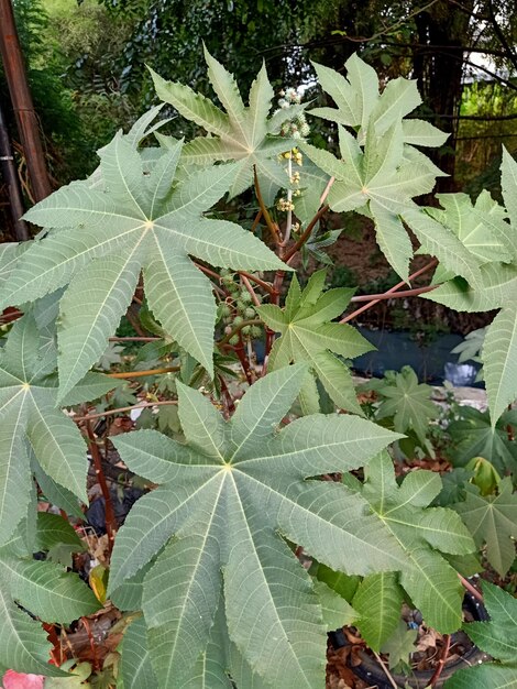 Foto un primer plano de la planta de ricino