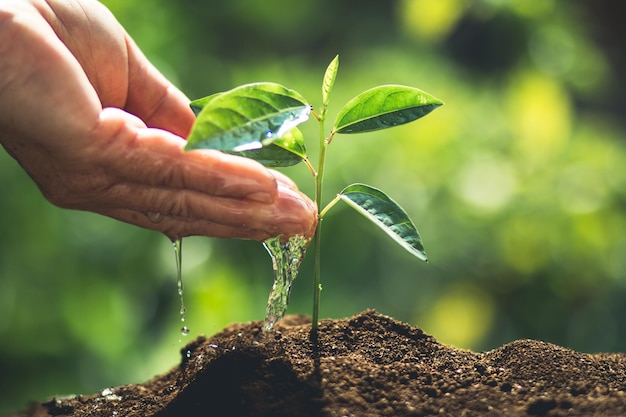 Primer plano de la planta de riego manual