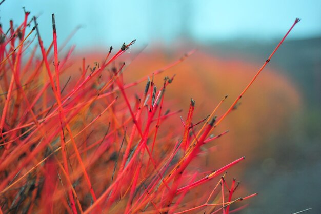 Foto primer plano de una planta roja contra el cielo