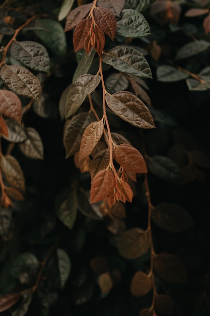 Primer plano de planta roja y verde