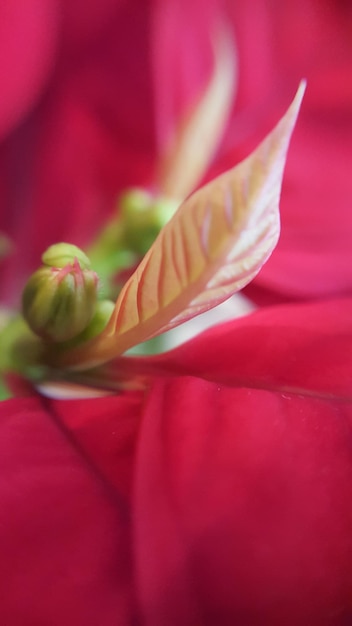 Foto primer plano de la planta roja