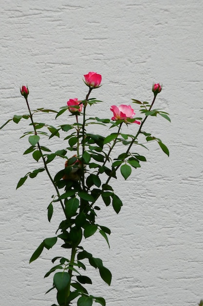 Foto primer plano de una planta de rosa contra la pared