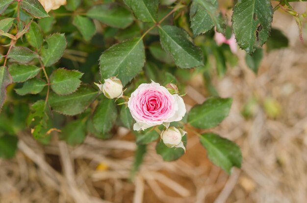 Primer plano de la planta de la rosa rosa