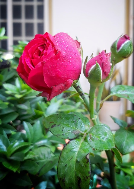 Primer plano de la planta de la rosa rosa