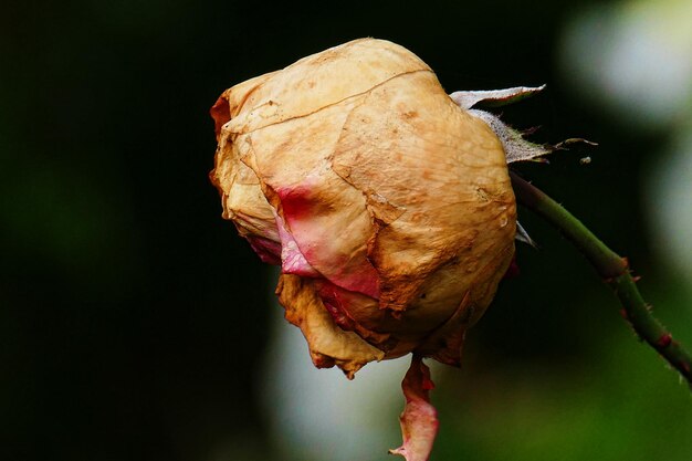 Primer plano de una planta de rosa seca