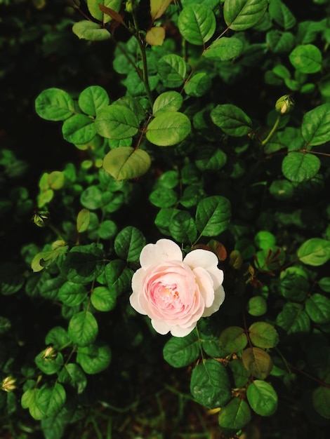 Foto primer plano de una planta de rosa