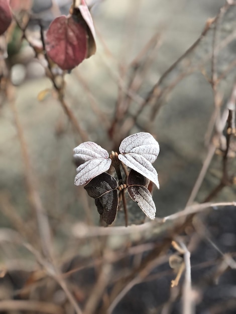 Foto primer plano de una planta seca en un terreno cubierto de nieve