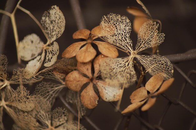 Foto primer plano de la planta seca