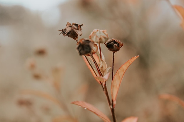 Foto primer plano de la planta secada