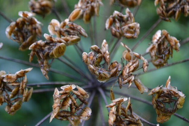 Foto primer plano de la planta secada