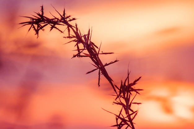 Foto primer plano de la planta silueta contra el cielo naranja