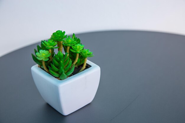Primer plano de la planta sobre un fondo blanco