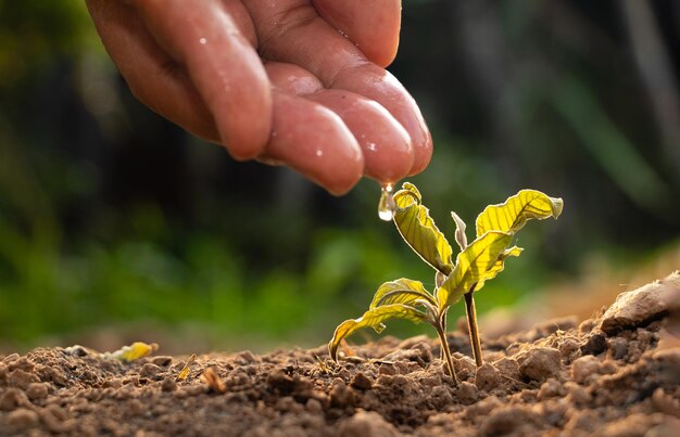 Foto primer plano de la planta de soporte manual en el campo