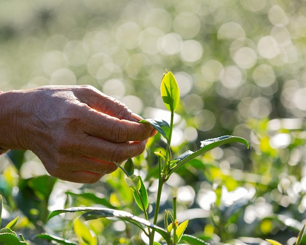 Foto primer plano de la planta de soporte manual