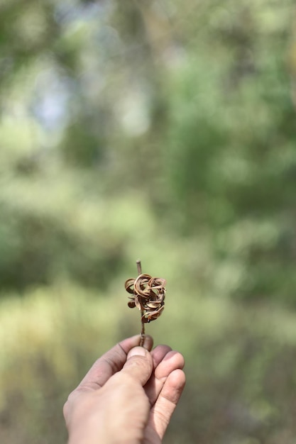 Foto primer plano de la planta de soporte manual