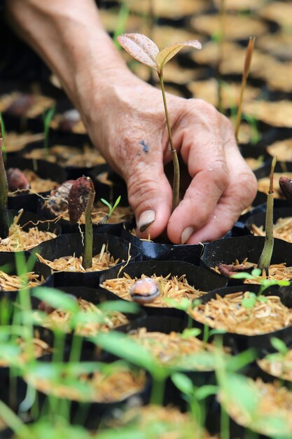 Foto primer plano de la planta de soporte manual