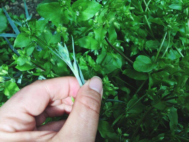 Foto primer plano de la planta de soporte manual