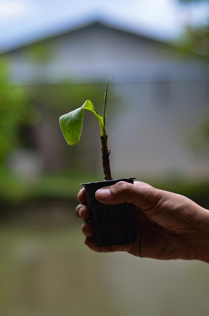 Foto primer plano de la planta de soporte manual