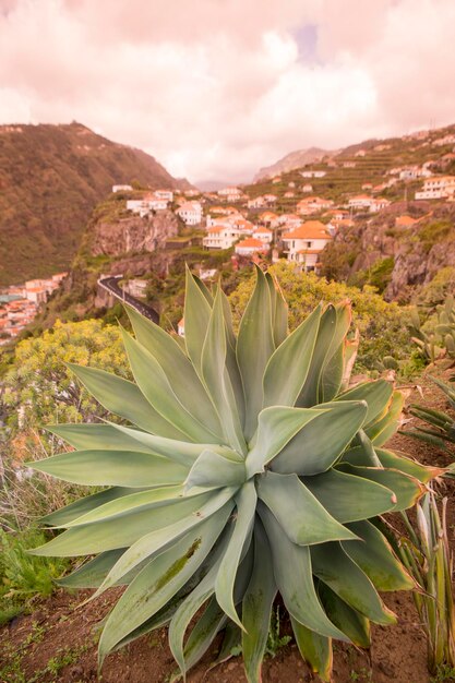 Foto primer plano de una planta suculenta en el campo contra el cielo