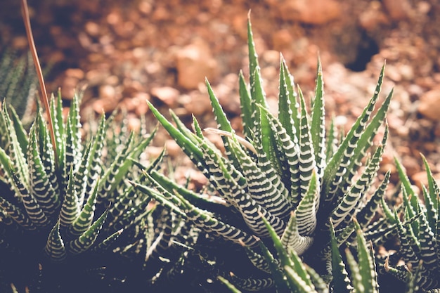 Foto primer plano de una planta suculenta en el campo