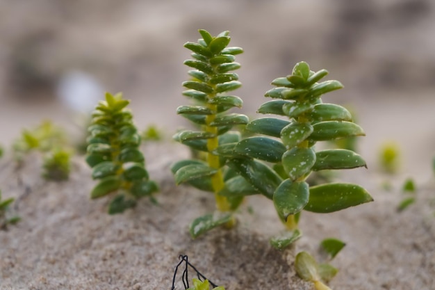 Foto primer plano de una planta suculenta en el campo