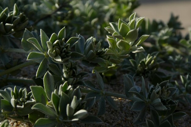 Primer plano de una planta suculenta en el campo