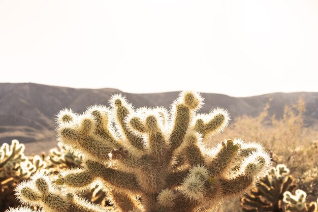 Foto primer plano de una planta suculenta contra un cielo despejado