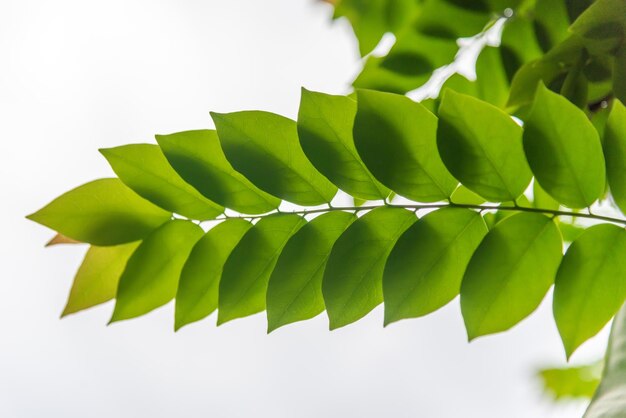 Primer plano de una planta suculenta contra un fondo blanco