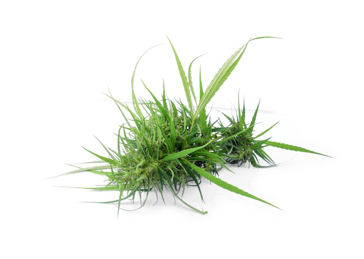 Foto primer plano de una planta suculenta contra un fondo blanco