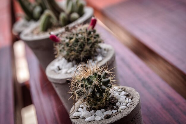 Foto primer plano de una planta suculenta en la mesa